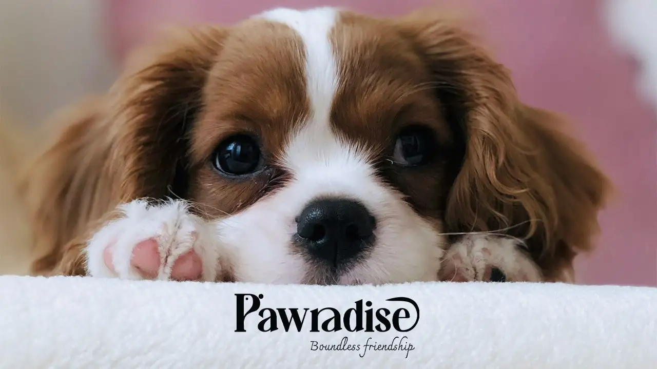 TRS-Ibiza-Hotel-PAWRADISE-1280X719px