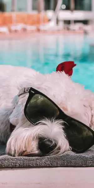 Hoteles pet-friendly